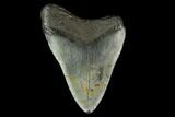 Fossil Megalodon Tooth - North Carolina #131585-1